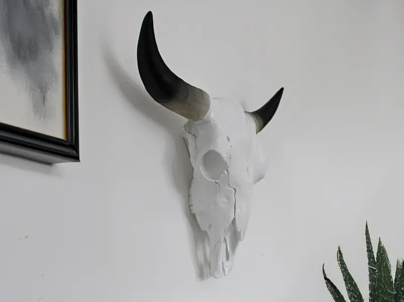 White cow skull with horns