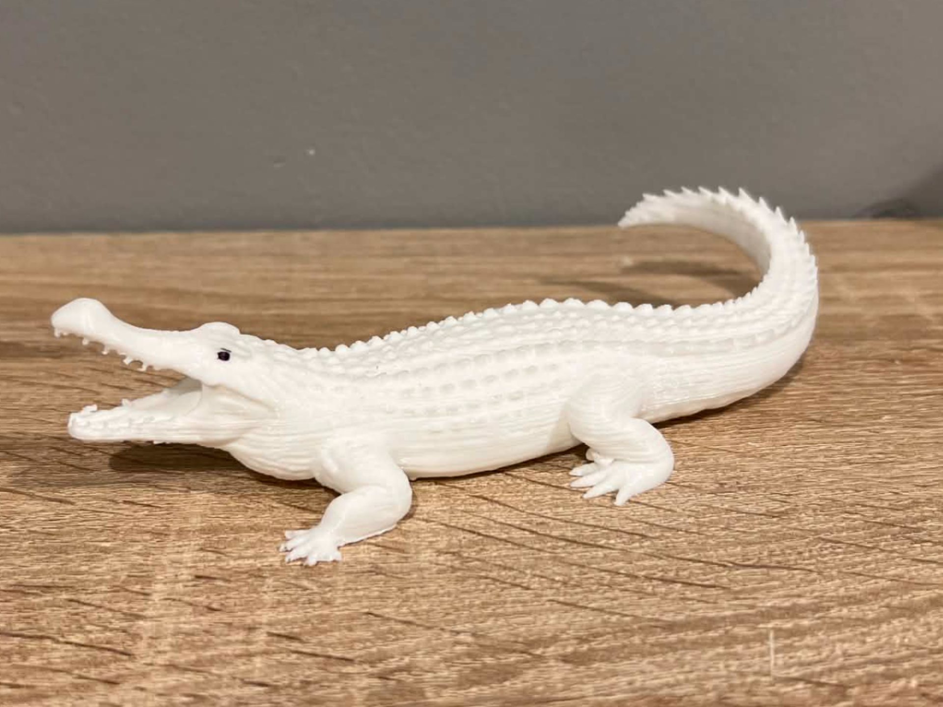 Australian crocodile - Animal - Decor