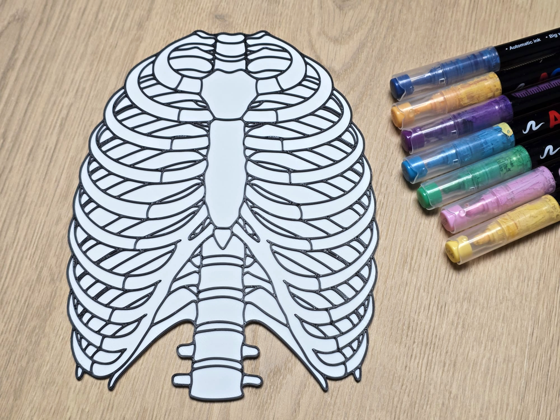 Ribcage Anatomy Coloring Craft