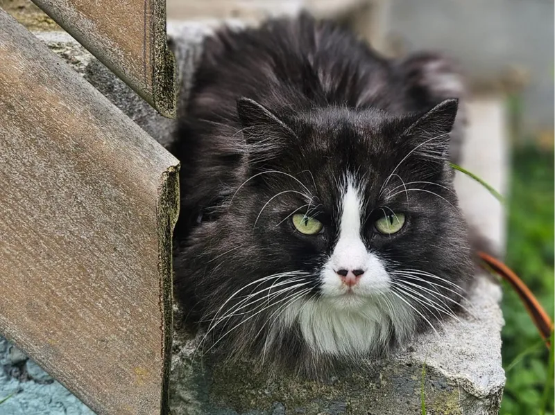 Meme cobido Cat