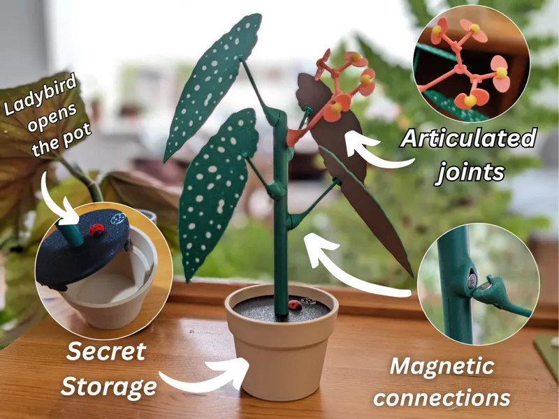 Begonia plant with a secret