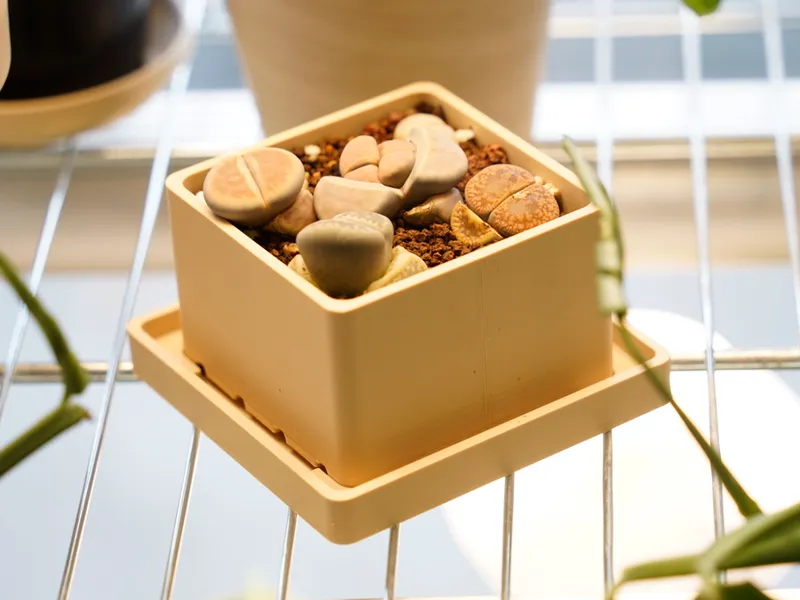 100% Customizable Planter and Saucer