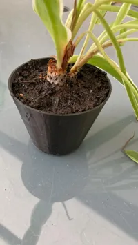 Soucoupe pour pot de fleurs 7 cm — photo 2