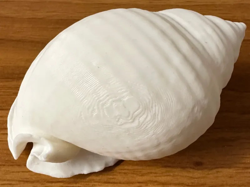 Conchiglia marina