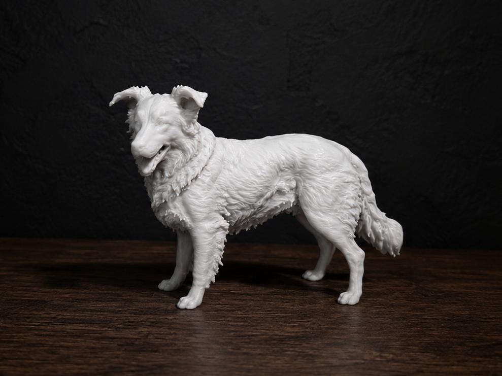 Border Collie - Animal - Dog - Decor