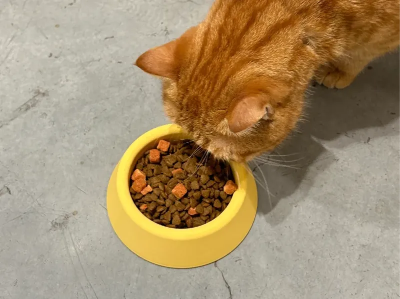 简约猫碗，猫盆、狗盆