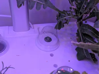 Hydroponic seedling cover