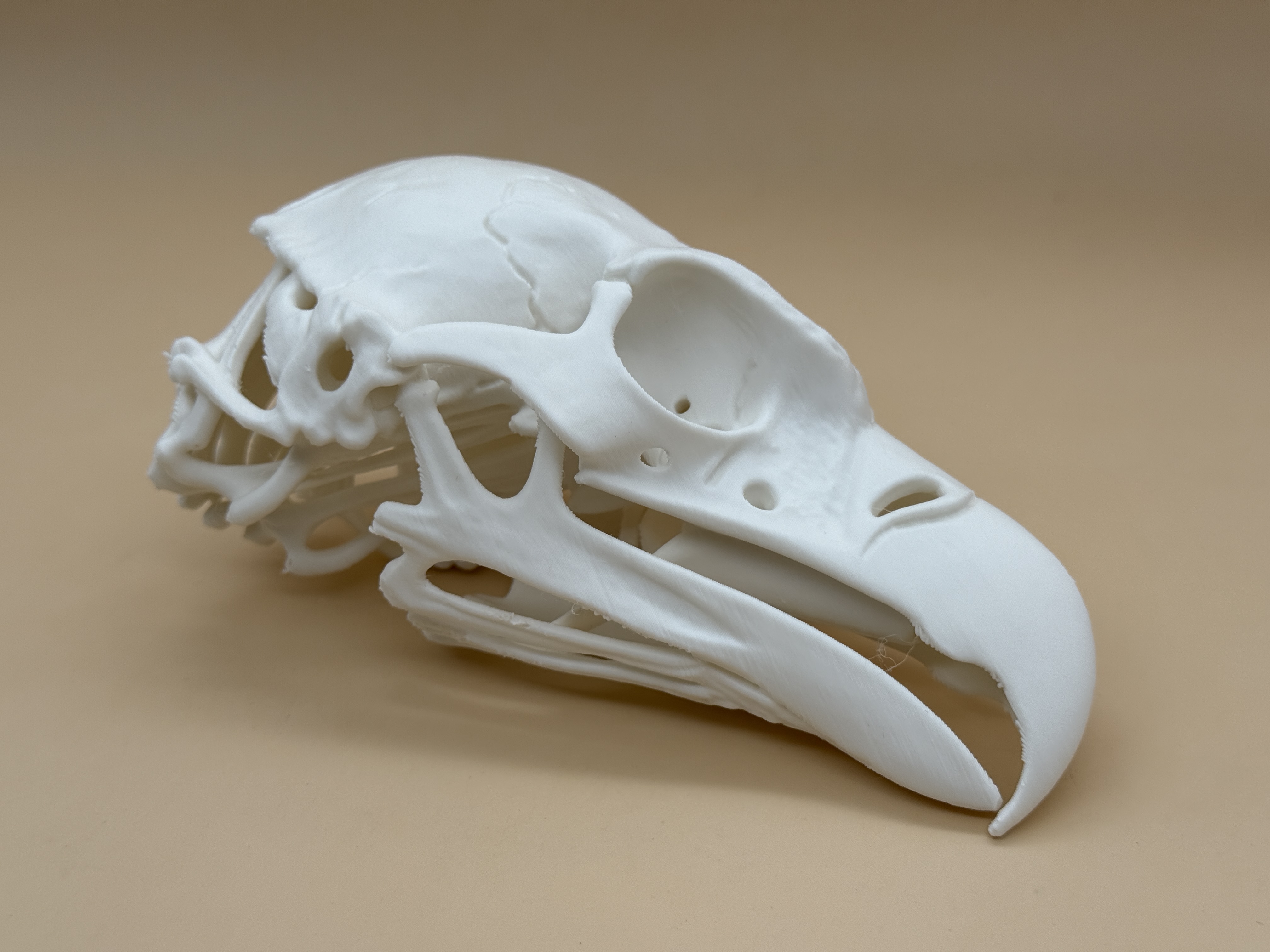 化石骨架| 收藏夹- MakerWorld：下载免费3D模型