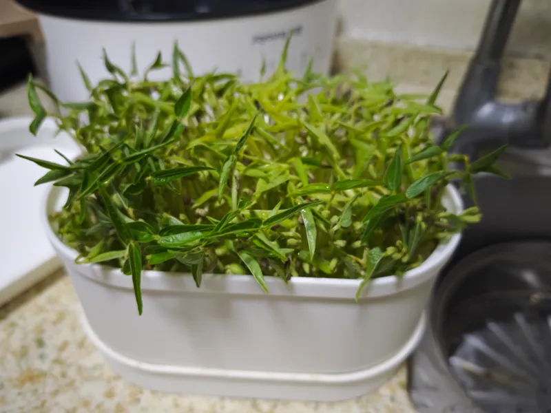 水培种植器-全自动豆芽水培器皿
