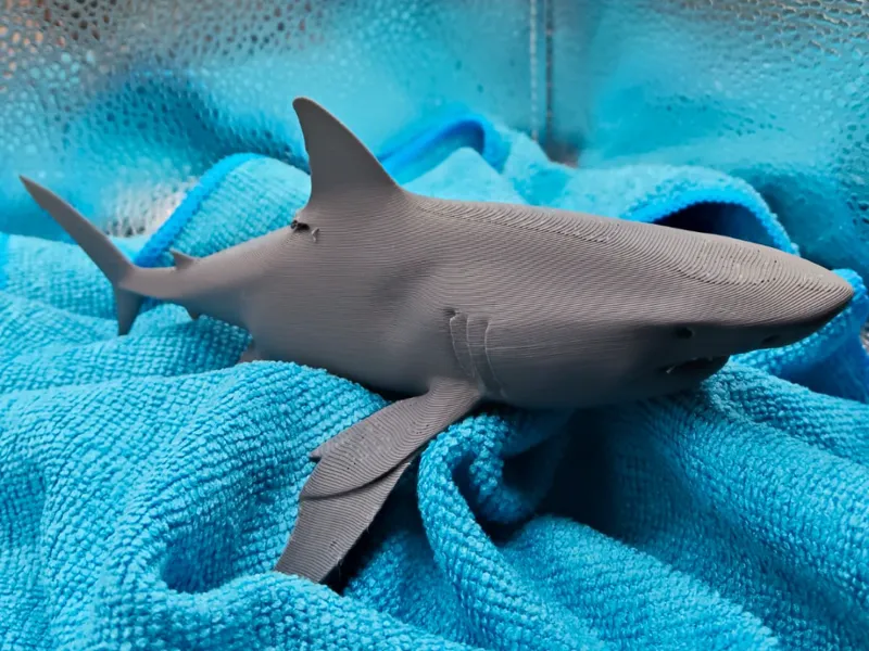 Shark