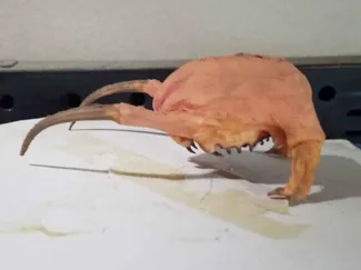 half-life headcrab