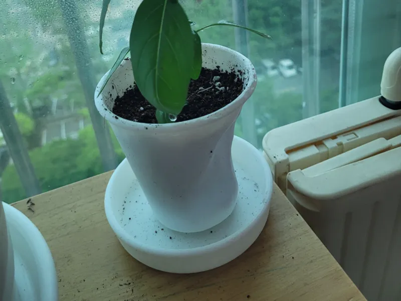 Crushed Paper Cup Planter + Saucer