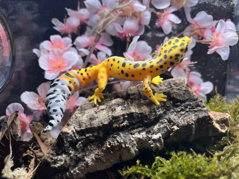 Leopard gecko