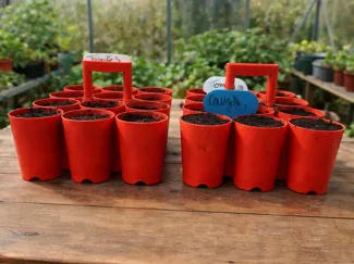 Barquette de godets surélevés pour semis ø40mm