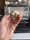 One Colour - 0.16mm layer, 2 walls, 15% infill