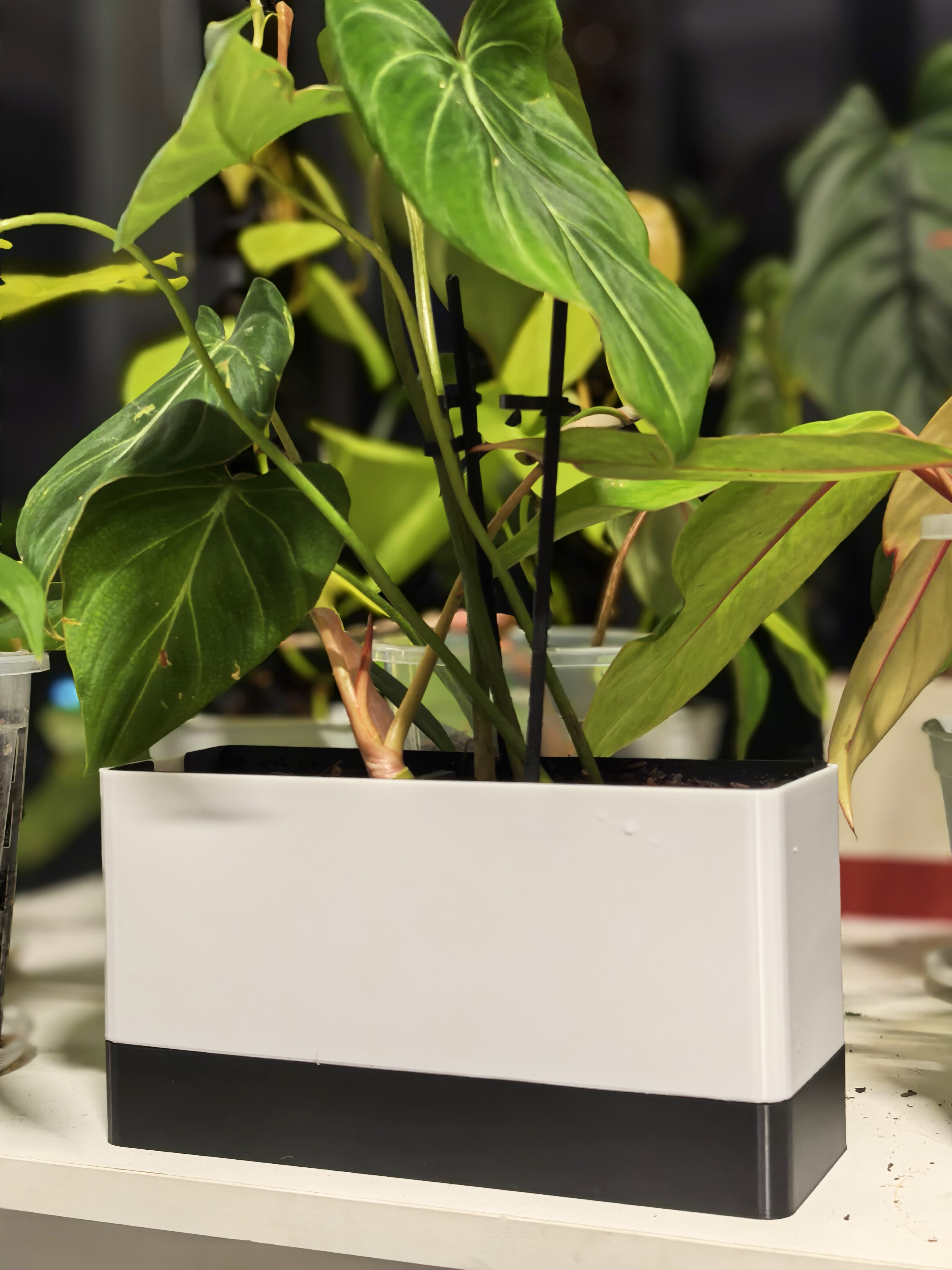 Miniatura 2 do modelo 3D 无限拓展可拆分模块化长方形热植花盆/适用匍匐茎植物
