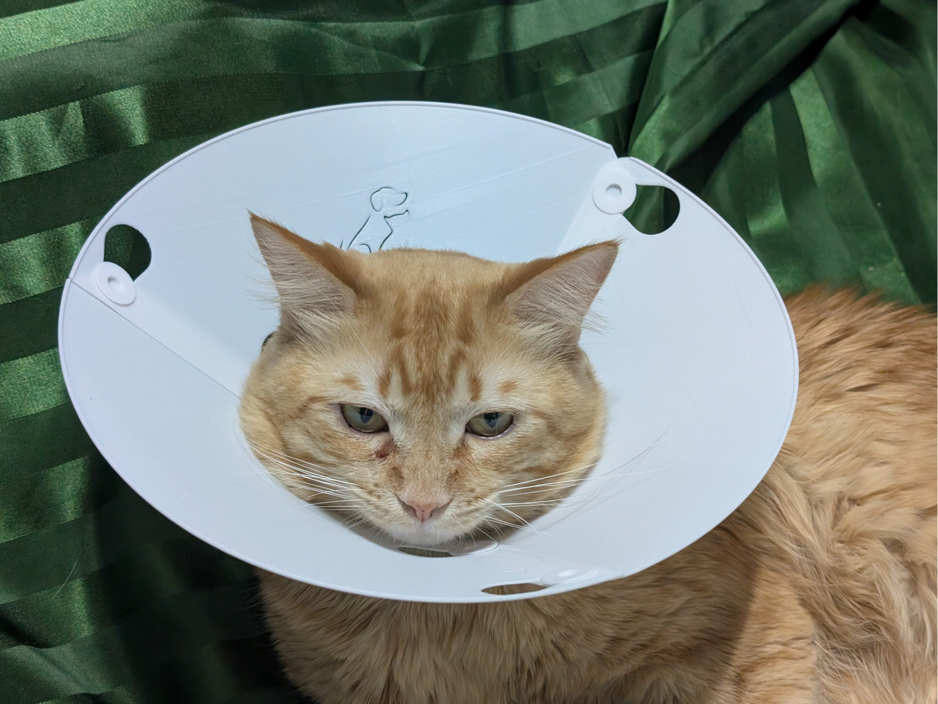 Cat Dog E Cone Collar First Aid 100mm 80mm