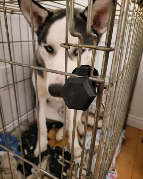 Verrou de sécurité pour cage à chien