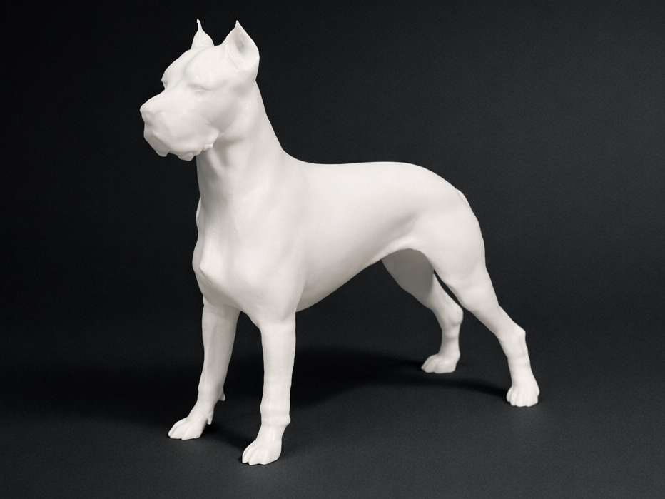 Dogo Argentino - Animal - Dog 