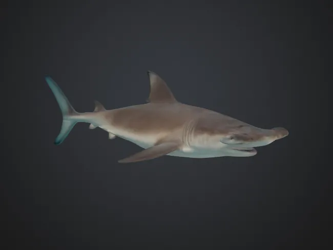 Petit requin-marteau pour fin de bobine