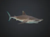 Petit requin-marteau pour fin de bobine — photo 1