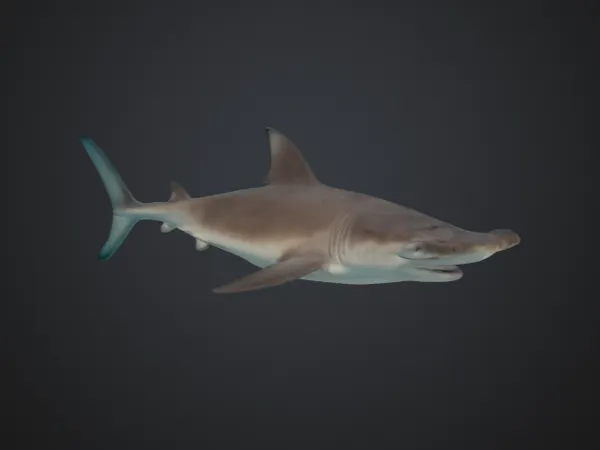 Petit requin-marteau pour fin de bobine