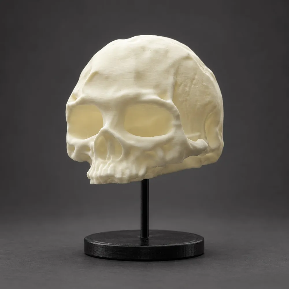 Model Crane Display Memento Mori – Realistic Skull Display - Free 3D Print Model - MakerWorld