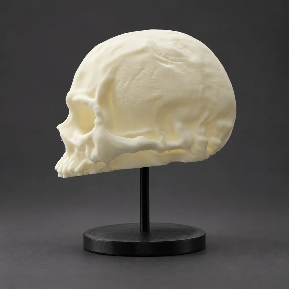 Model Crane Display Memento Mori – Realistic Skull Display - Free 3D Print Model - MakerWorld