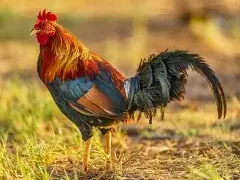 Chicken LIghtbox