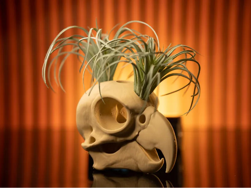 Cockatoo Skull Fossil Collection