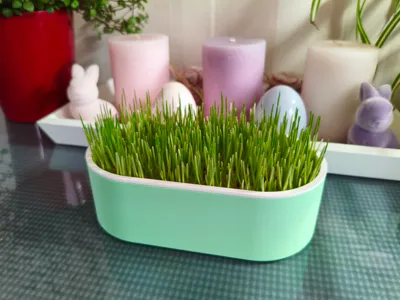 Cat Grass Planter Grower
