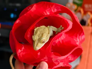 爬宠低面的极小曲面球形躲避