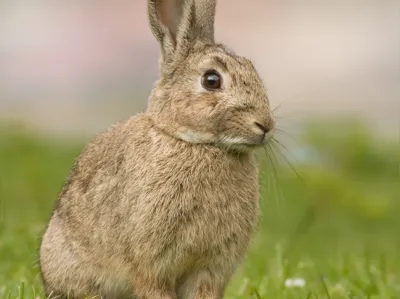 Pixel art rabbit