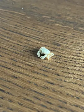 Accesorio para boquillas: The smallest crab in the world (Nozzle 0.4) — vista de referencia 3