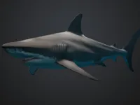 Requin fin de bobine — photo 1
