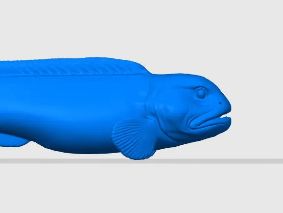 Atlantic wolffish (Anarhichas lupus)