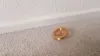 Just Spinner part