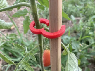 Tomato or plant clips