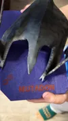 0.2mm Mutadon Base