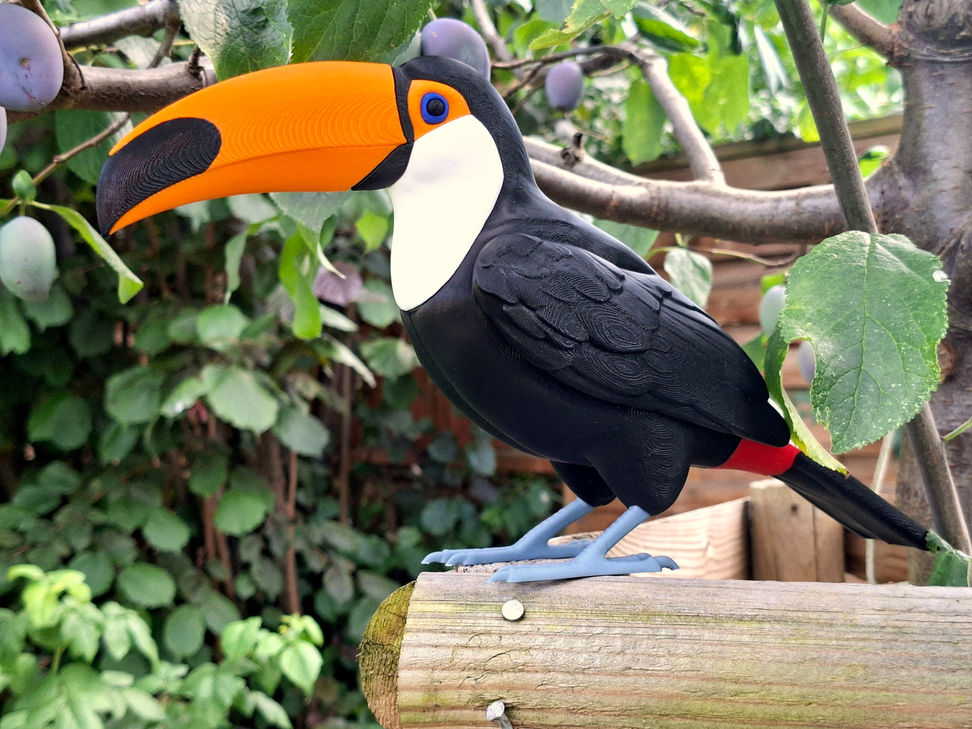 Realistic Toco Toucan, 1:2 Scale (No AMS Required) - 1