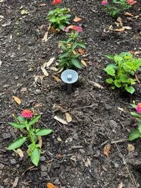 Single Bee Cup 