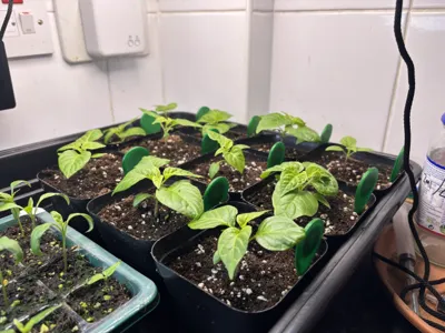 NFC Plant Tags