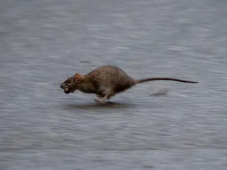 running rat