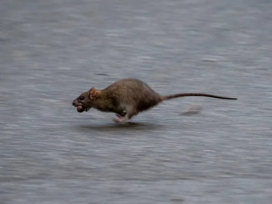 running rat