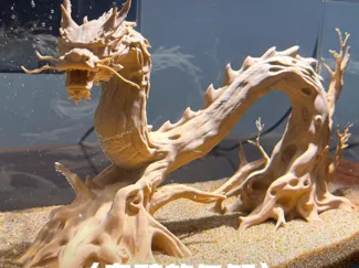 乌鸦的鱼缸系列第13集