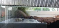 Wasserschale flach