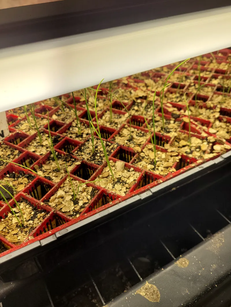 Air Pruning 25 Count Winstrip Style Seed Tray