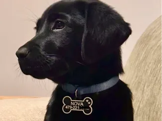 Dog Tag