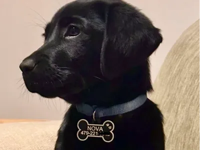 Dog Tag