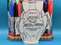Panneau éducatif à colorier - Anatomie du genou et du ménisque — photo 1